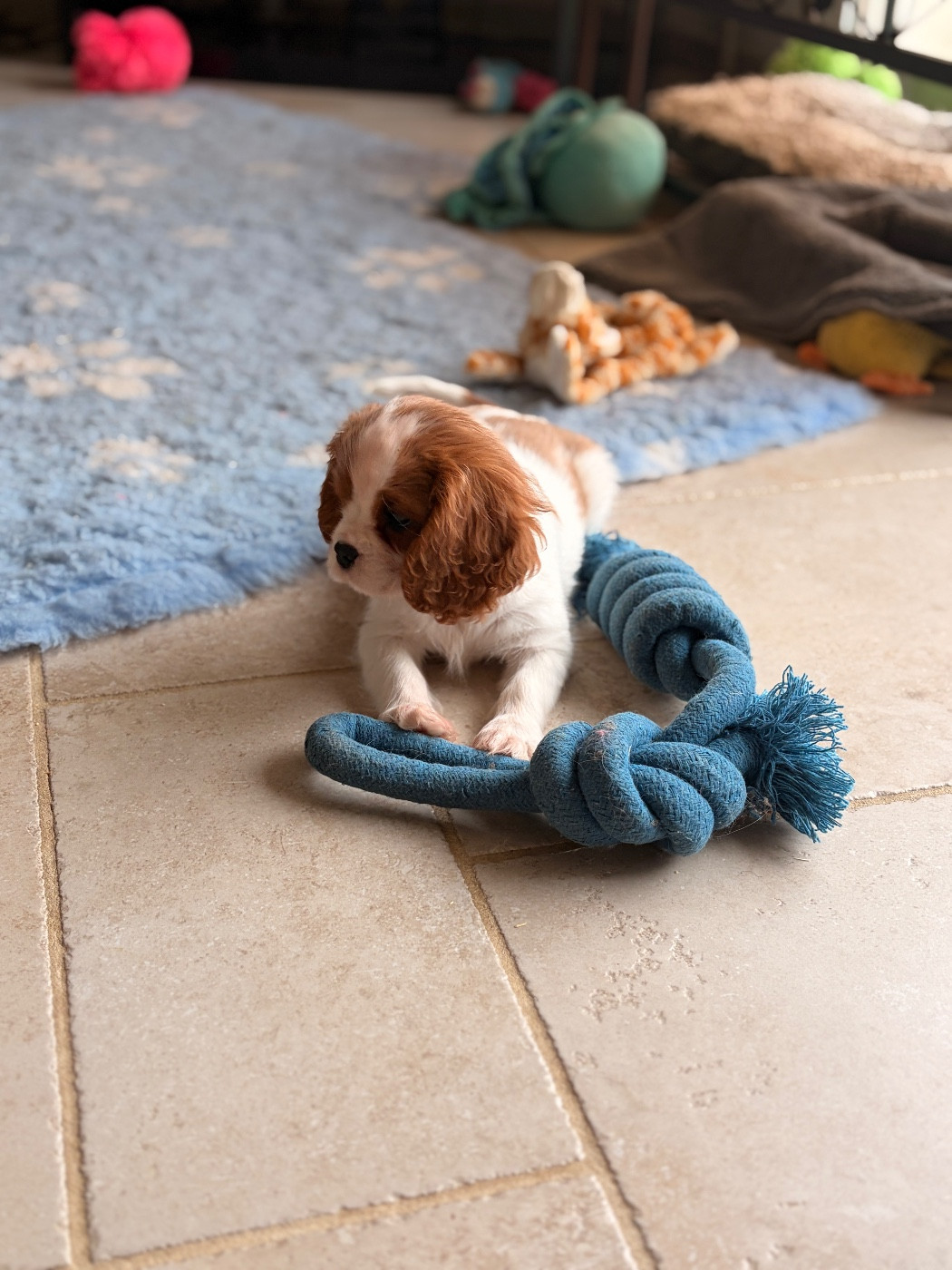 Portée novembre 2025