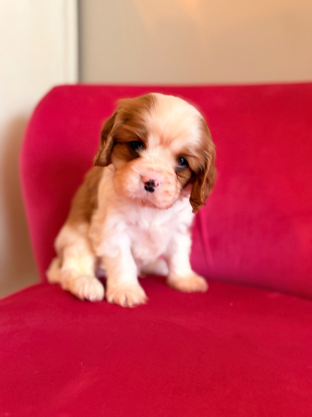 De Sevmek - Chiots disponibles - Cavalier King Charles Spaniel