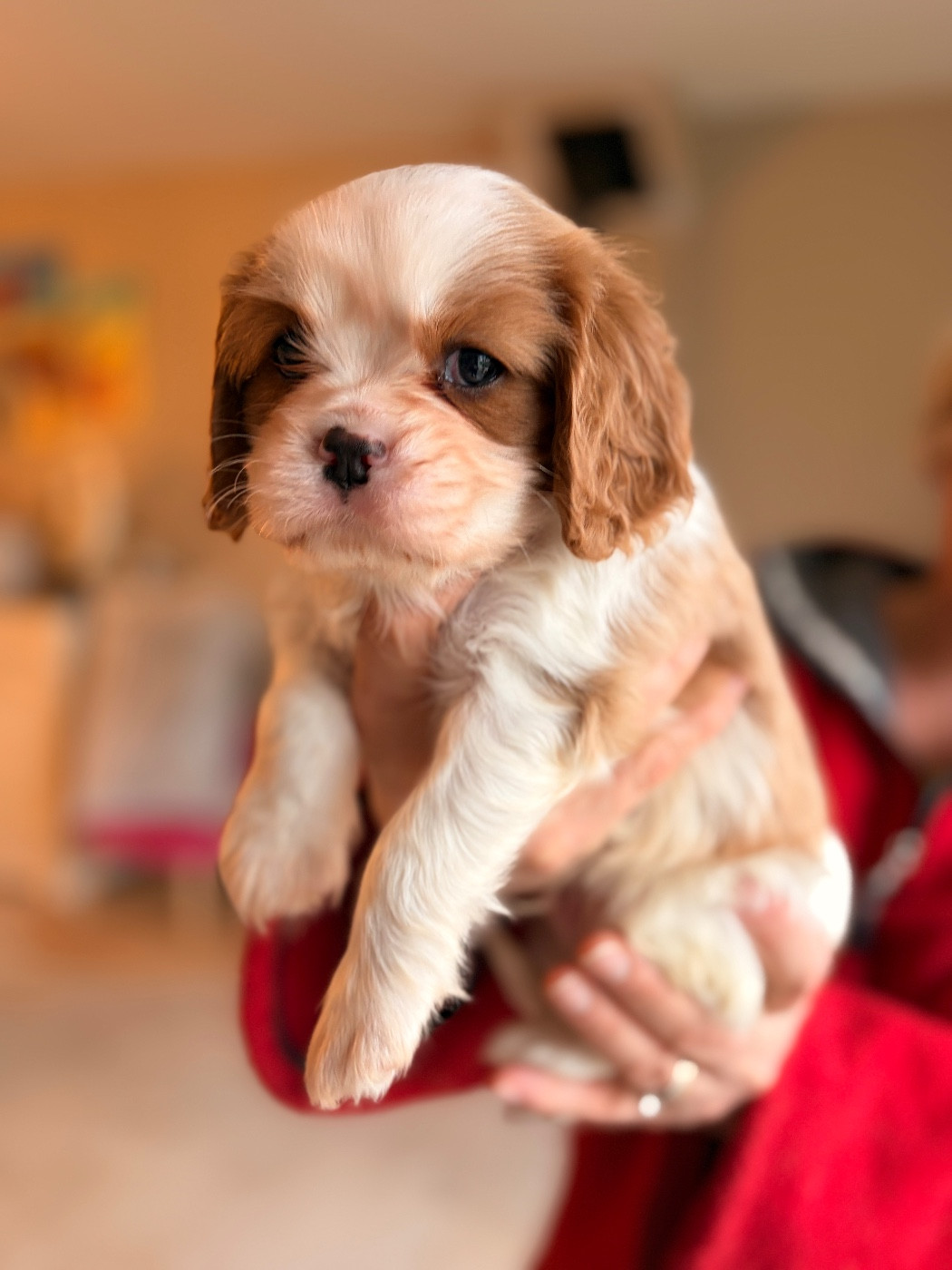 De Sevmek - Chiots disponibles - Cavalier King Charles Spaniel
