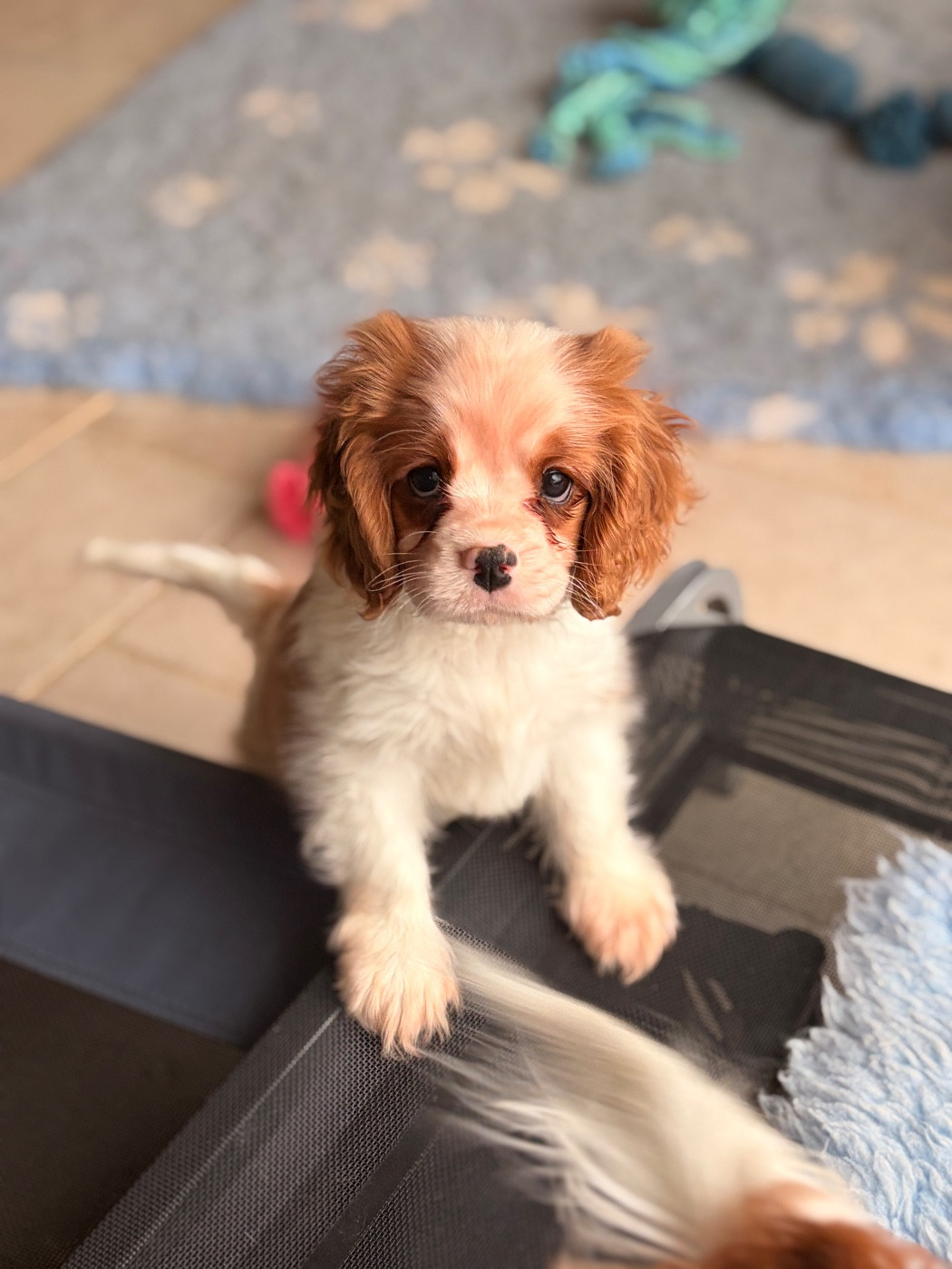 De Sevmek - Chiots disponibles - Cavalier King Charles Spaniel