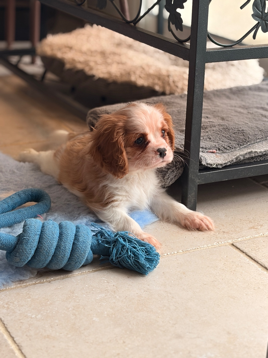 De Sevmek - Chiots disponibles - Cavalier King Charles Spaniel