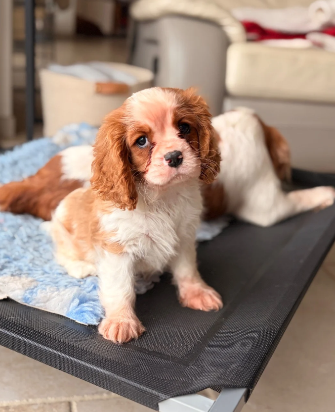 De Sevmek - Chiots disponibles - Cavalier King Charles Spaniel