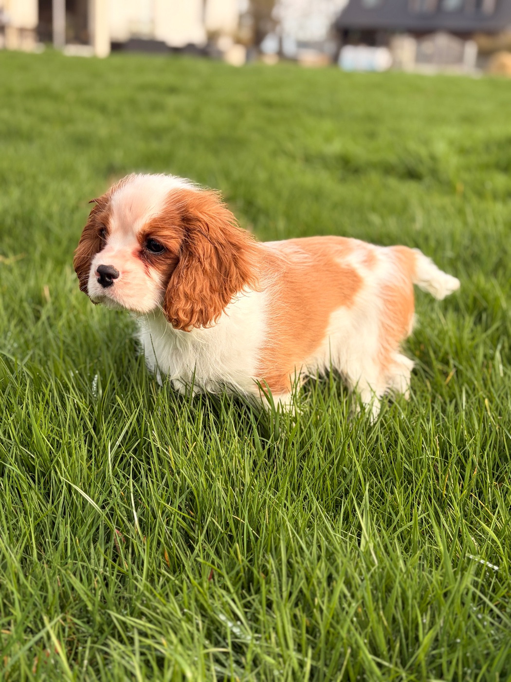 De Sevmek - Chiots disponibles - Cavalier King Charles Spaniel